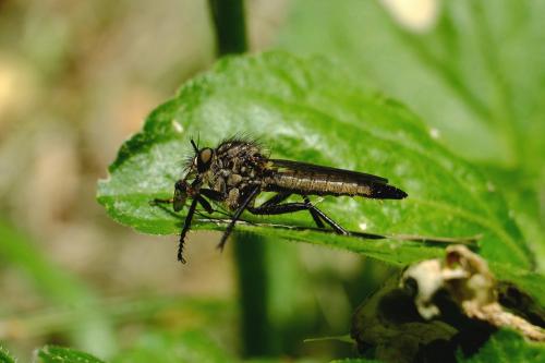 Didysmachus picipes